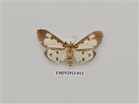 藏品(夜蛾7)的圖片